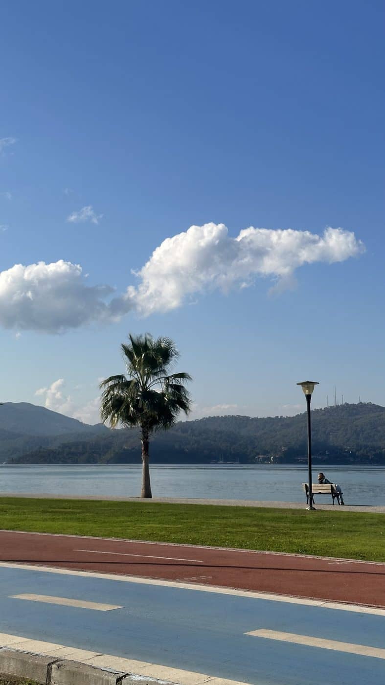A palm tree on a lakeside promenade under a single cloud